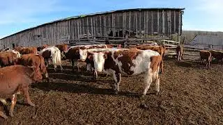 Снимаю проданных Бычков на новую камеру