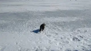 Глухарь 2
