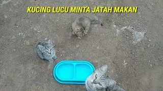 kucing lucu minta jatah makan sore