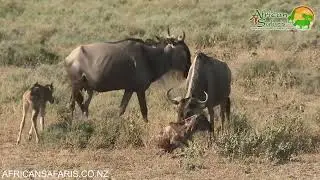 Wildbeest giving birth, calving season, Serengeti National Park