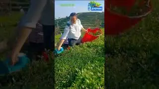 Процесс сбора чая