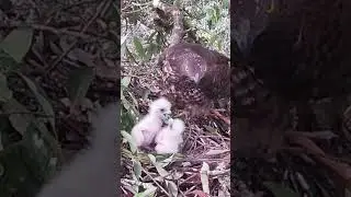Honey Buzzard, Lack of food, the big eagle started bullying the little eagle again蜂鹰，食物不足，大鹰又开始欺负小鹰
