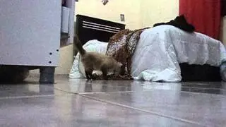 Canto da minha gata !