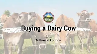 Buying a Dairy Cow: March 2023 National Virtual Gathering