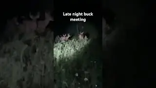 Four buck hanging out!