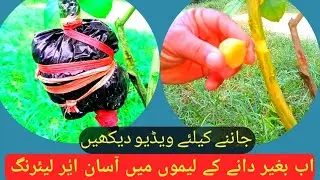 |How |to Air Layering| in Seedless Lemon.|Quick Roots| Propagation| with Potato |Natural Harmons|