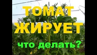 Жирование Томатов