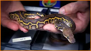 Best Ball Pythons at NARBC Tinley Park 2023! | 