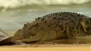TIMSOH _AKULA VA BOSHQA XAYVONLARGA QARSHI JANG QILDI_(QIZIQARLI VIDEO)