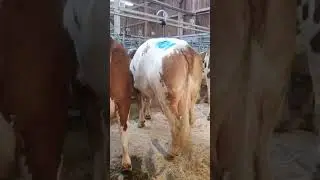 Заказ с Европы молочная скотина . +996709718051 ватсап
