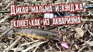 Дикая мальма и кунджа клюет как из аквариума