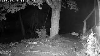 Four baby racoons. Their mommy too.