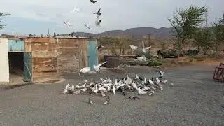 A pigeon dance, Ali Sabieh, Djibouti, 04.2019