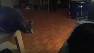 Insane cat attack