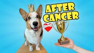 My Corgi Survivor!  2 Years Since Cancer Diagnosis