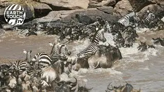 Zebras test their strength against strong currents & hungry crocodiles
