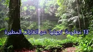 13  معلومة  قد نجهلها عن الغابات المطيرة