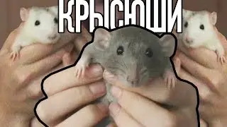 КЛИП НА ПЕСНЮ "ЭТО ХОРОШО" Группа ПИЦЦА // Посвещается моим крыскам
