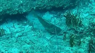 Spearfishing White Grouper  Zıpkınla Balık Avı Beyaz Lahos
