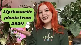 My favourite houseplants from 2024🌿💚