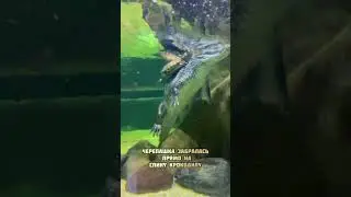 Черепаха спряталась за спиной крокодила