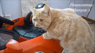 Shock! Cats are travelers! /Шок! Куда уехал кот?