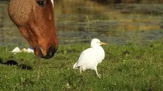 Western Cattle Egret (Urmston Meadows 1st January 2024)