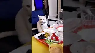 joining in breakfast cat video