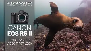 Canon EOS R5 II Underwater Video First Look