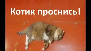 Как разбудить кота? Я пытаюсь заставить котика проснуться, но он крепко спит.