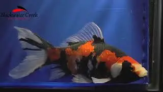 goldenfish011