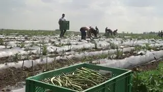 Meet our asparagus farmer