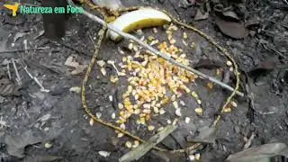 Como fazer uma armadilha de laço para capturar aves de grande pote - Lambu e Jutiti
