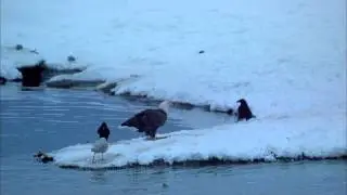 Орлы Аляски -из фильма Alaska-Spirit of the Wild - 1997