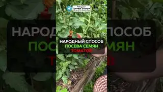 Сажайте семена томатов так, чтобы собирать огромный урожай 