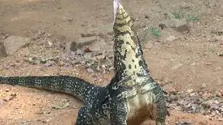 ШРИ ЛАНКА БУДДА  ИЗ СКАЛЫ  и Вараны