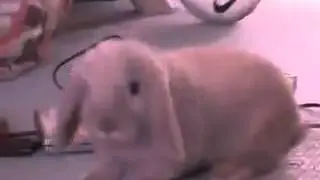 Смешно искать кошки
