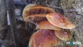 Фламмулина