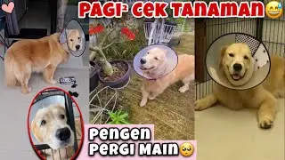 SNOWA INGIN PERGI MAIN, TAPI SEKARANG HARUS ISTIRAHAT DULU 😢