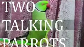 PARROT TALKING LIKE A HUMAN IN URDU
