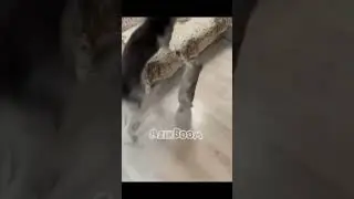 azikboom najim