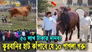 দৈত্যের মতো বিশাল গরু! দেখুন ২০২৩ সালের হাট কাঁপাবে যে ১০টি পাগলা গরু!  10 Biggest Qurbani Cow