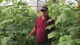 SERADA KORNİŞON/DİKENLİ HIYAR YETİŞTİRİCİLİĞİ (Röportaj: Veli Serttürk)