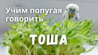 Учим попугая говорить Тоша