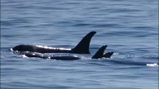 Killer whales Alaska