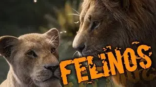 FELINOS E O NOVO LIVE ACTION...