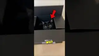 This Is The LUCKIEST Cat 🍀🐈‍⬛ 