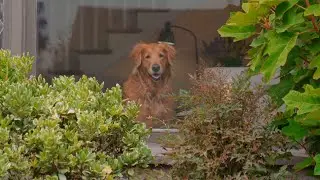 Celebrating Life with Chala Bags | Dog-Themed Lifestyle Video