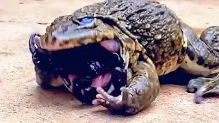 Adult Bullfrog Eats Giant Scorpion! Mr Frog Live Feeding