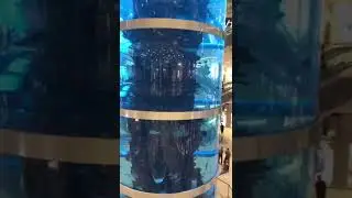 аквариум Москва